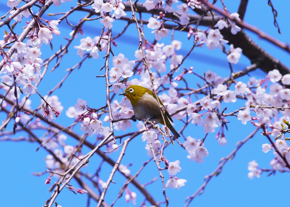 春と鳥