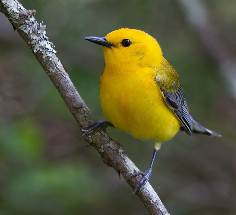 黄色い鳥