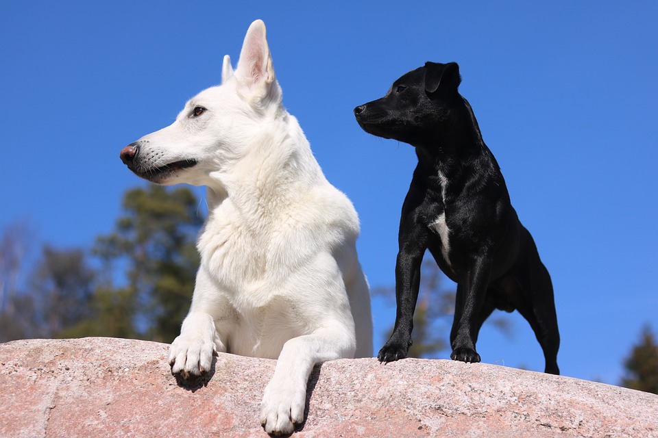 黒い犬と白い犬